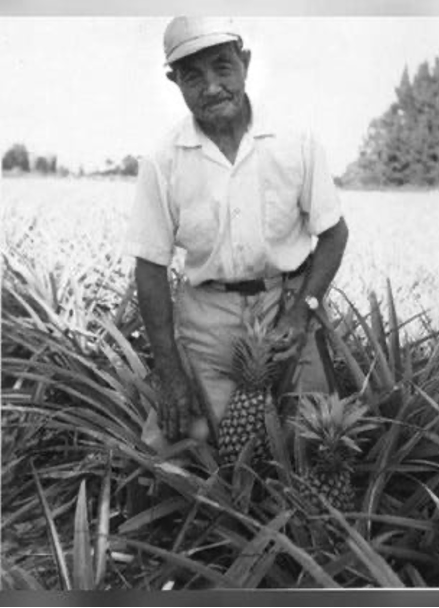 A black and white photo of George Morikami in a pineapple field.